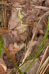 Slender woodland sedge